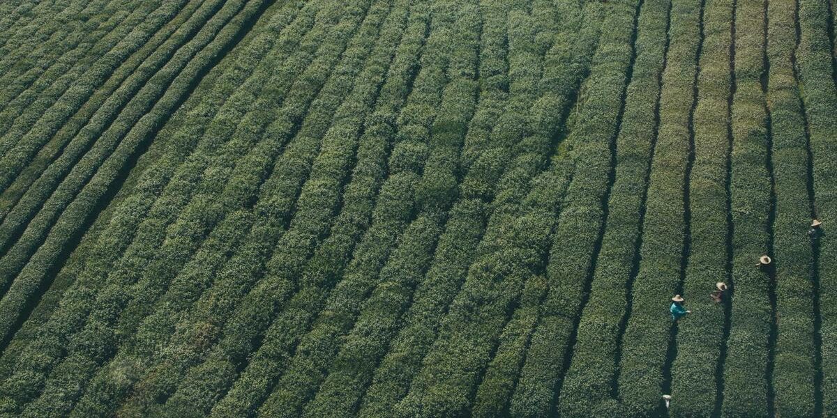 Pianta di tè coltivata su campo verde rigoglioso.