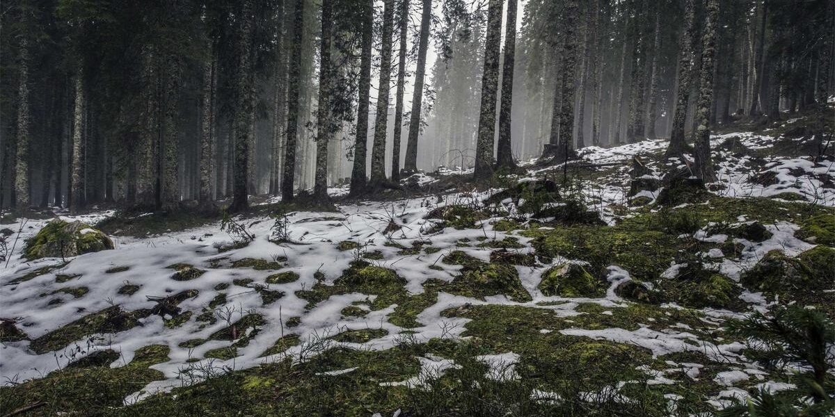 Foresta innevata con alberi alti