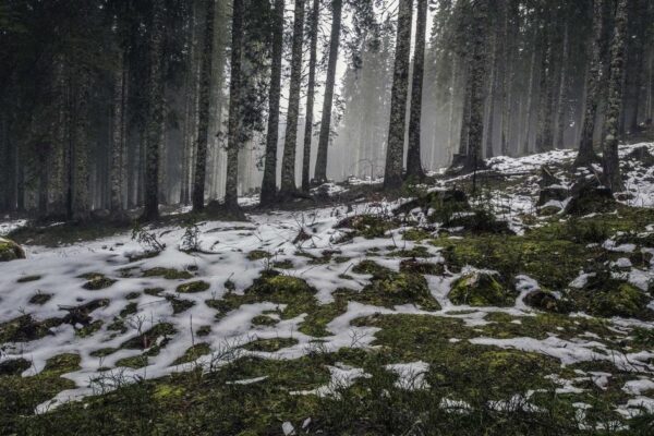 Foresta innevata con alberi alti