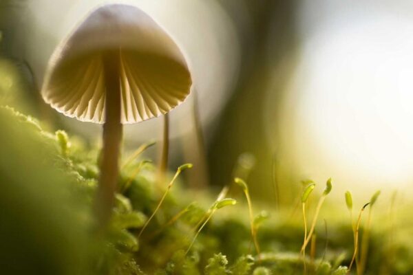 Fungo nel bosco con muschio delicato