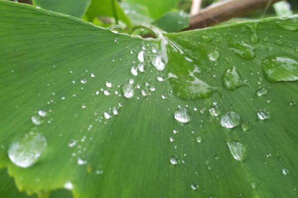 Foglia verde con gocce di pioggia