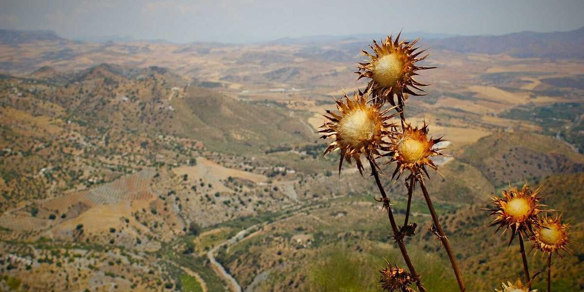 Fiori secchi su paesaggio collinare