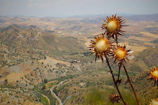 Fiori secchi su paesaggio collinare
